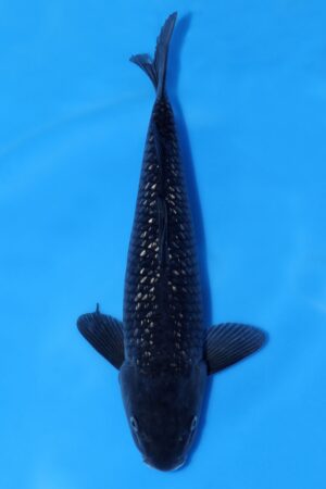 Black Diamond - SK-647B