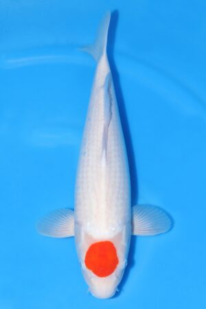 Tancho Kohaku - SK-645D
