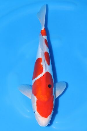 Doitsu Sanke - SK-732A