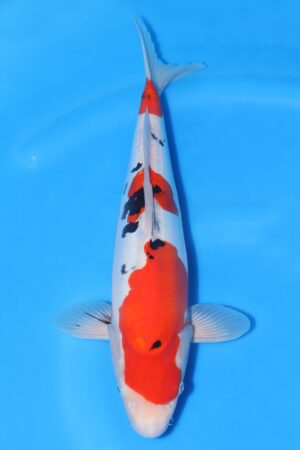 Doitsu Sanke - SK-732E