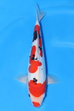Doitsu Sanke - SK-732G