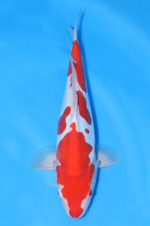 Doitsu Kohaku - SK-733B