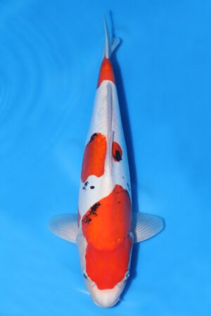 Beni Kumonryu - SK-733D