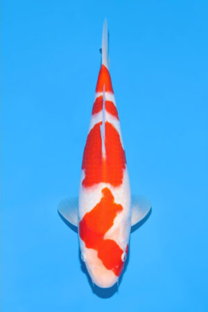 Kohaku - SK-903