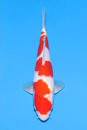 Kohaku - SK-904