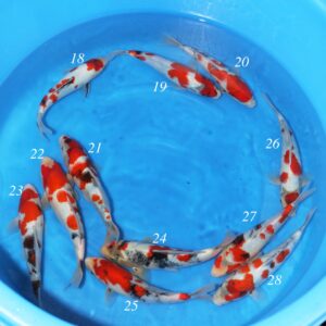 Sekiguchi Tosai - SK-SEK18 to 28
