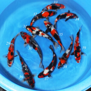 Sekiguchi Tosai - SK-SEK29 to 39