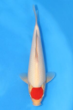 Tancho Kohaku - SK-HHK10