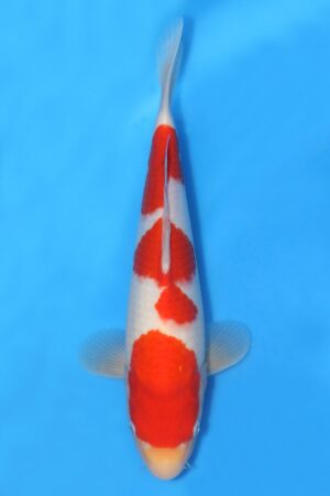 Kohaku - SK-HHK12