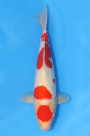 Kohaku - SK-HHK14