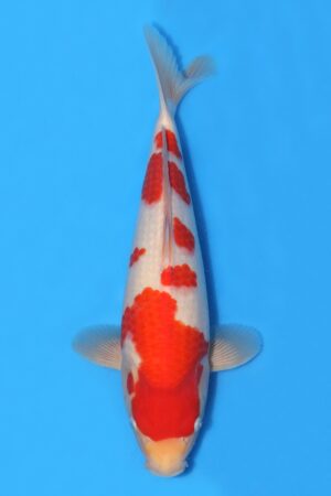 Kohaku - SK-HHK02