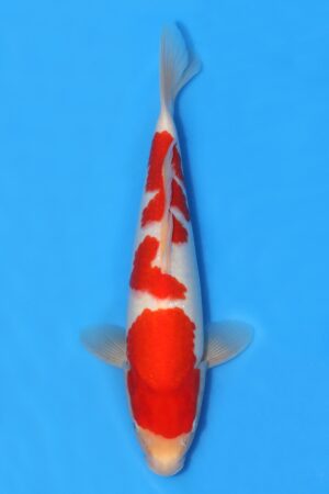 Kohaku - SK-HHK06