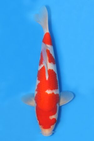 Kohaku - SK-HHK08