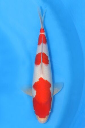 Kohaku - SK-HHK09