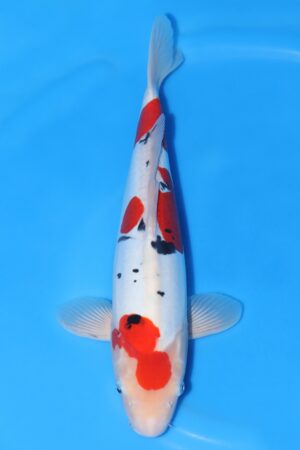 Doitsu Sanke - SK-733A