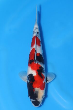 Showa - SK-ISA32
