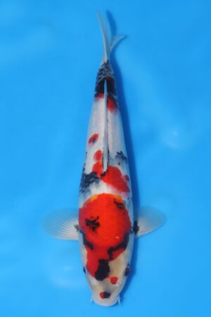 Showa - SK-ISA39