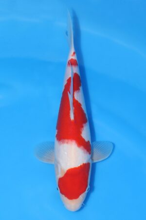 Kohaku - SK-HSH07