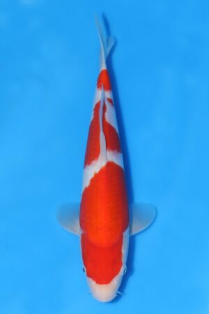 Kohaku - SK-HSH24