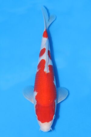 Kohaku - SK-HSH26