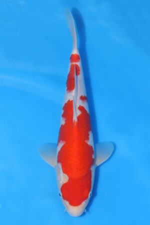 Kohaku - SK-HSH28