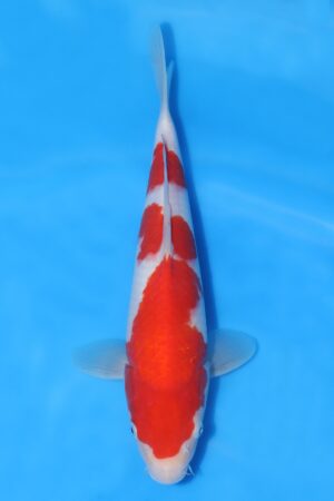 Kohaku - SK-HSH29
