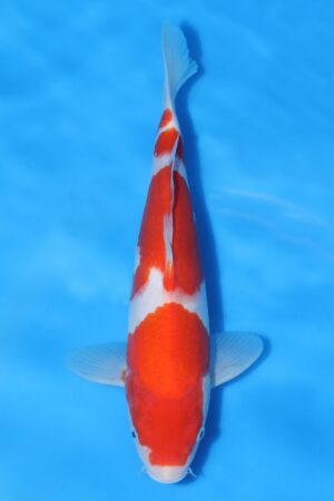 Kohaku - SK-HSH30