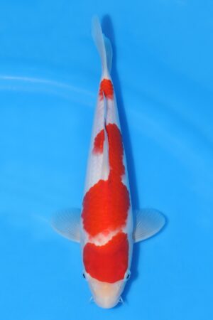 Kohaku - SK-HSH31