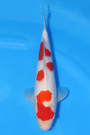Kohaku - SK-HSH35