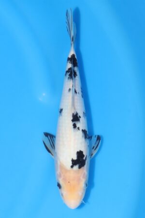 Bekko - SK-HSK16