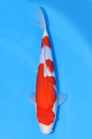 Kohaku - SK-MTS01