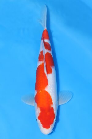 Kohaku - SK-MTS02