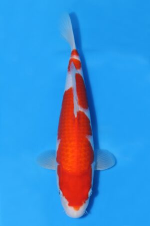 Kohaku - SK-MTS31