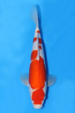 Kohaku - SK-MTS37