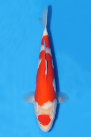 Kohaku - SK-NGO15