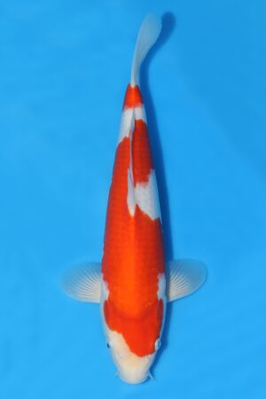 Kohaku - SK-NGO22