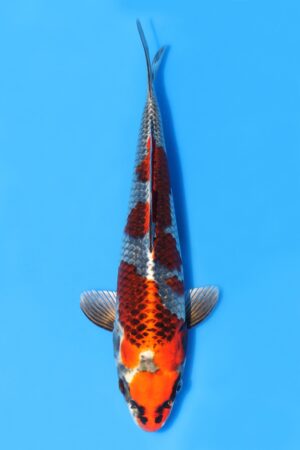 Kujaku - SK-SAI02