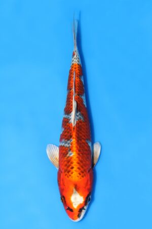 Kujaku - SK-SAI08