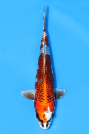 Kujaku - SK-SAI12