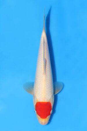 Tancho Kohaku - SK-STT02