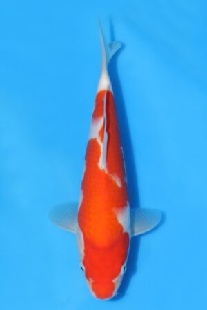 Kohaku - SK-STT03