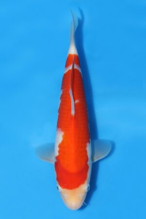 Kohaku - SK-STT05