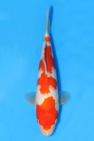 Kohaku - SK-STT06