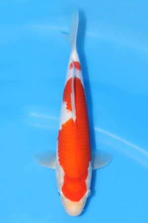 Kohaku - SK-STT07