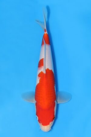 Kohaku - SK-STT11