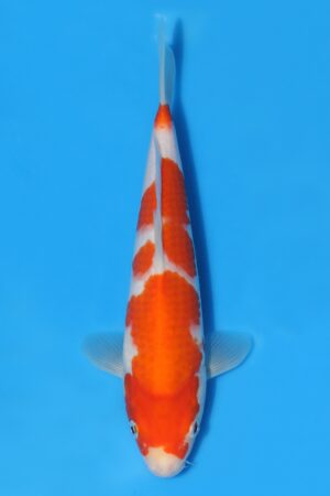 Kohaku - SK-STT12