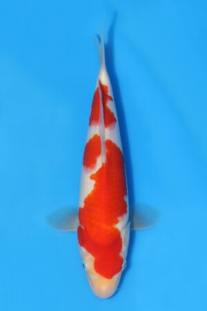 Kohaku - SK-STT14