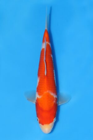 Kohaku - SK-STT17