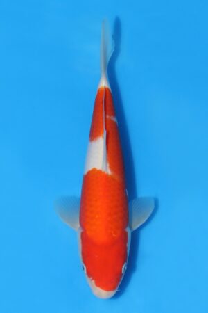 Kohaku - SK-STT22