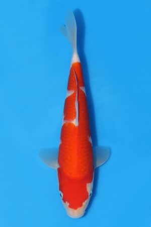 Kohaku - SK-STT23